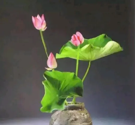 夏季养花，一定要养碗莲花，来看看养护方法吧(如何养碗莲花)